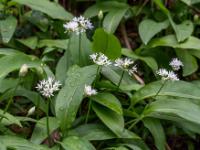 Gruppe Bärlauch Blüten